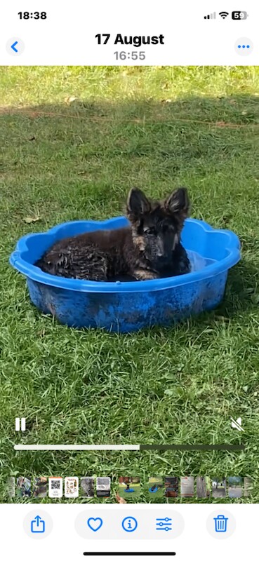 6 months old German shepherd - Image 2 of 3