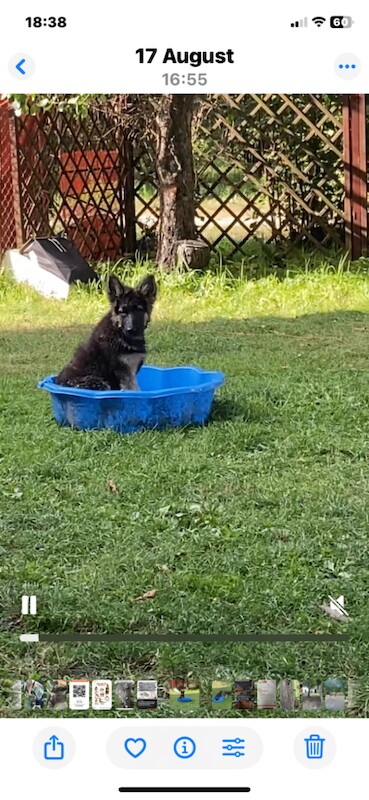 6 months old German shepherd - Image 3 of 3