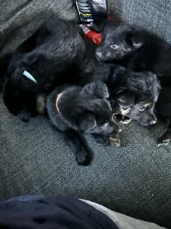 German Shepherd puppies for sale in Standish, Manchester – 2 years old - Image 2 of 5