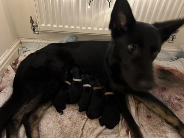 German Shepherd puppies for sale in Standish, Manchester – 2 years old - Image 3 of 5