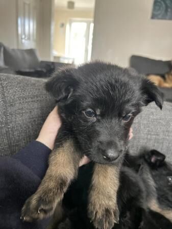 German Shepherd puppies for sale in Standish, Manchester – 2 years old - Image 4 of 5