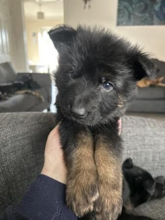German Shepherd puppies for sale in Standish, Manchester – 2 years old - Image 5 of 5