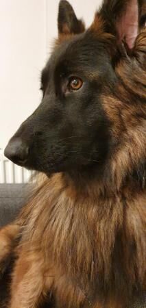German Shepherd puppies for sale in Bedfordshire – 7 years old - Image 1 of 5