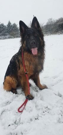 German Shepherd puppies for sale in Bedfordshire – 7 years old - Image 2 of 5