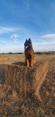 German Shepherd puppies for sale in Bedfordshire – 7 years old - Image 3 of 5