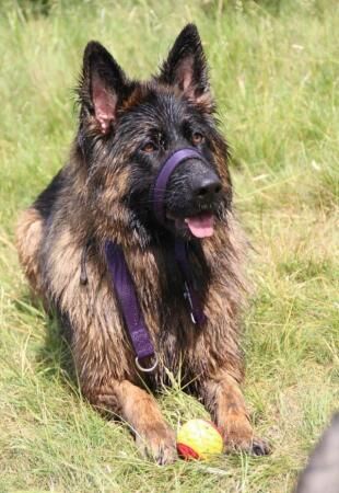 German Shepherd puppies for sale in Bedfordshire – 7 years old - Image 4 of 5