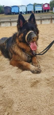 German Shepherd puppies for sale in Bedfordshire – 7 years old - Image 5 of 5