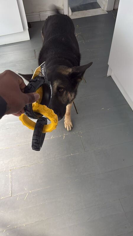 German Shepherd Puppies For Sale