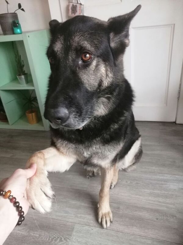 German Shepherd puppies for sale in Port Talbot, West Glamorgan – 6 years old - Image 2 of 3