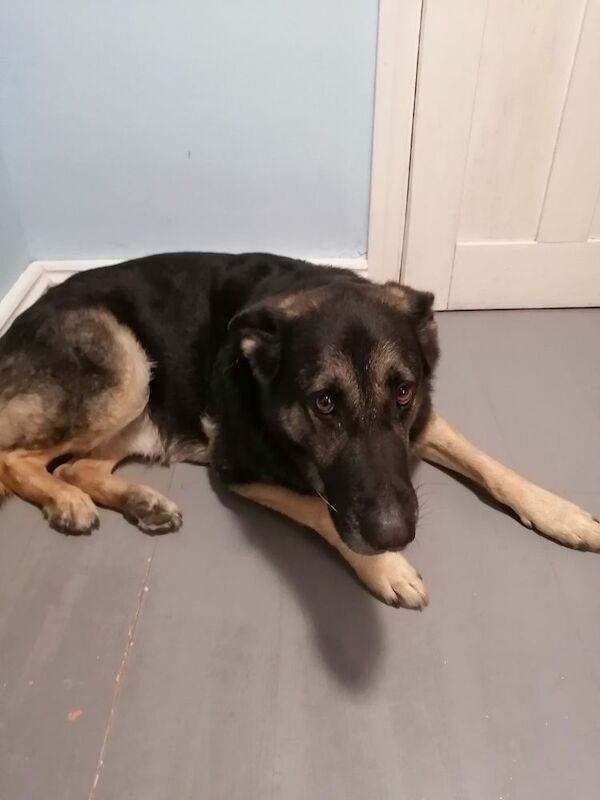 German Shepherd puppies for sale in Port Talbot, West Glamorgan – 6 years old - Image 3 of 3