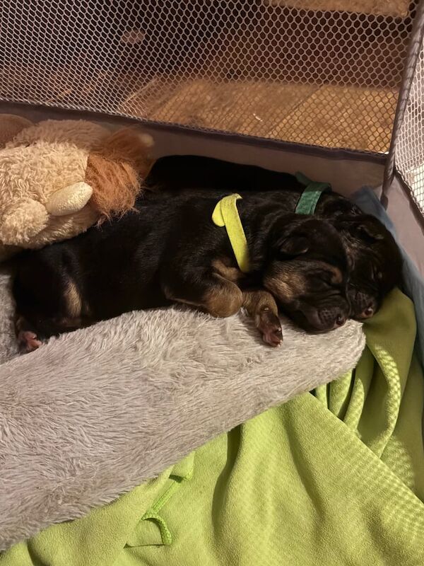 German Shepherd puppies for sale in Blandford Forum, Dorset – KC registered, 5 days old