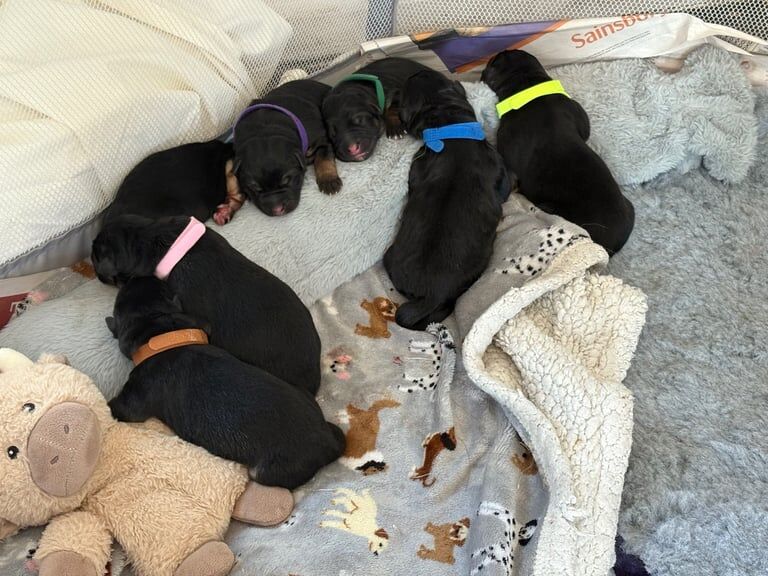 German Shepherd puppies for sale in Blandford Forum, Dorset – KC registered, 5 days old - Image 2 of 3