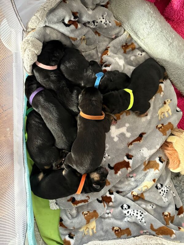German Shepherd puppies for sale in Blandford Forum, Dorset – KC registered, 5 days old - Image 3 of 3