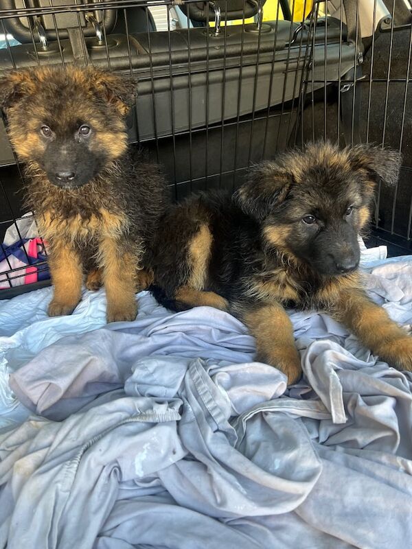 7 German Shepherd puppies for sale in Greenwich, Greater London