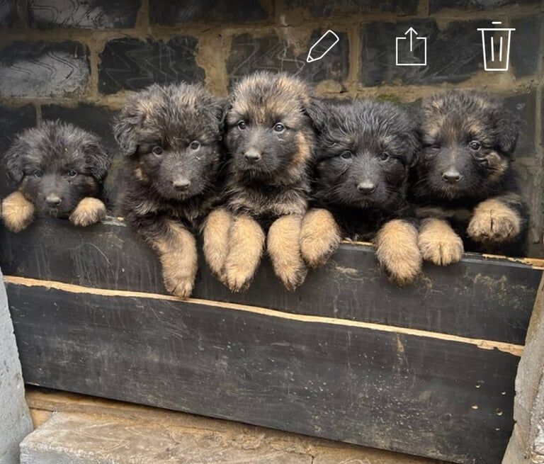 German Shepherd puppies for sale in Greenwich, Greater London – 8 months old - Image 2 of 3