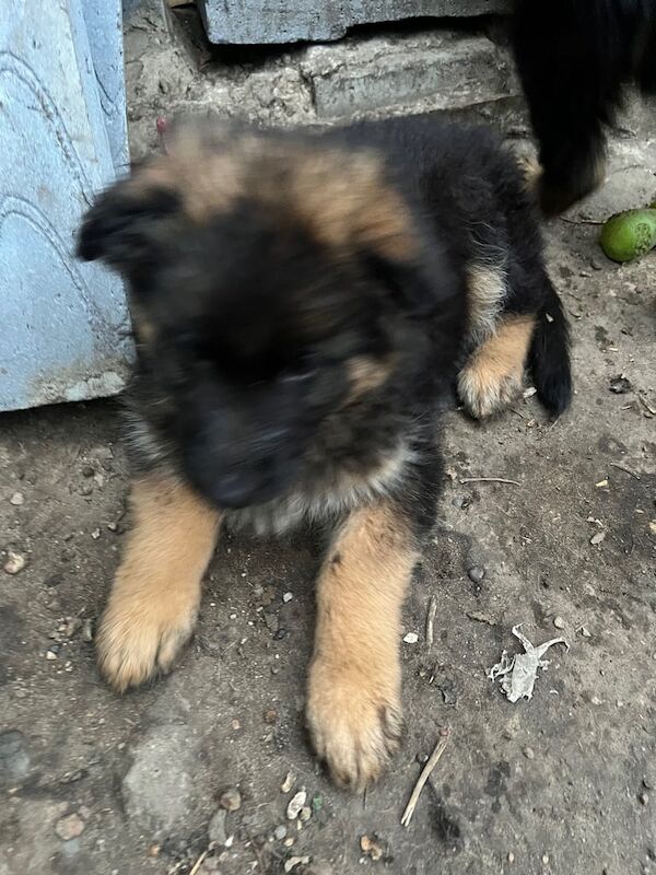 German Shepherd puppies for sale in Greenwich, Greater London – 8 months old - Image 3 of 3