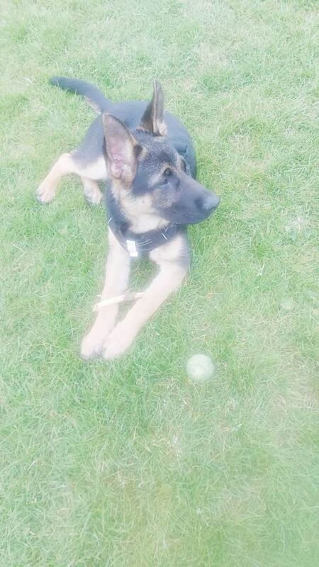 7 month male german shepherd - Image 2 of 3