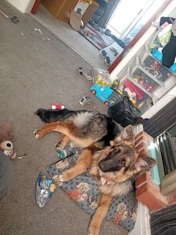 7 month old german shepherd bitch - Image 2 of 3