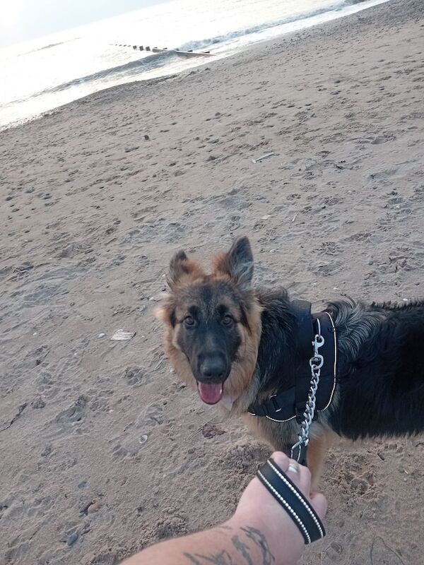 7 month old german shepherd bitch - Image 3 of 3