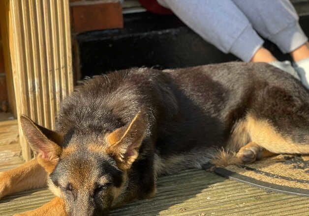 German Shepherd puppies for sale in Preston, Lancashire – 1 year old - Image 2 of 3