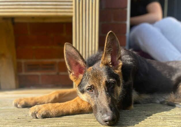 German Shepherd puppies for sale in Preston, Lancashire – 1 year old - Image 3 of 3