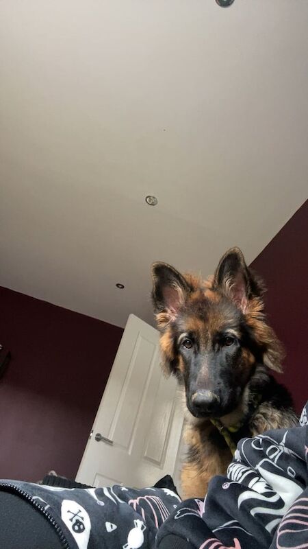 German Shepherd puppies for sale in Dunfermline, Fife – 6 months old