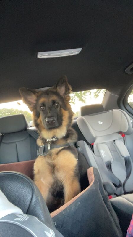 German Shepherd puppies for sale in Dunfermline, Fife – 6 months old - Image 2 of 4