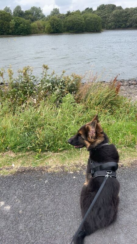 German Shepherd puppies for sale in Dunfermline, Fife – 6 months old - Image 3 of 4