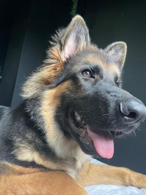 German Shepherd puppies for sale in Dunfermline, Fife – 6 months old - Image 4 of 4