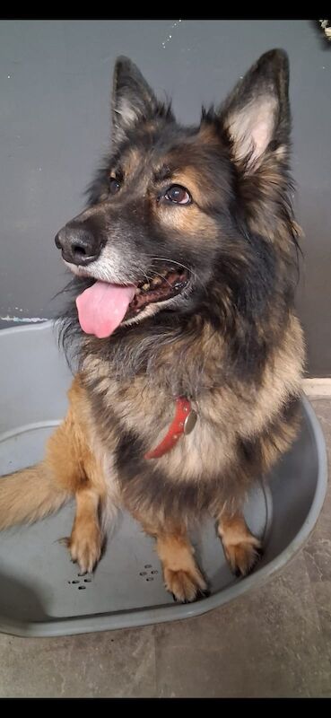 German Shepherd puppies for sale in Telford, Shropshire – 7 years old