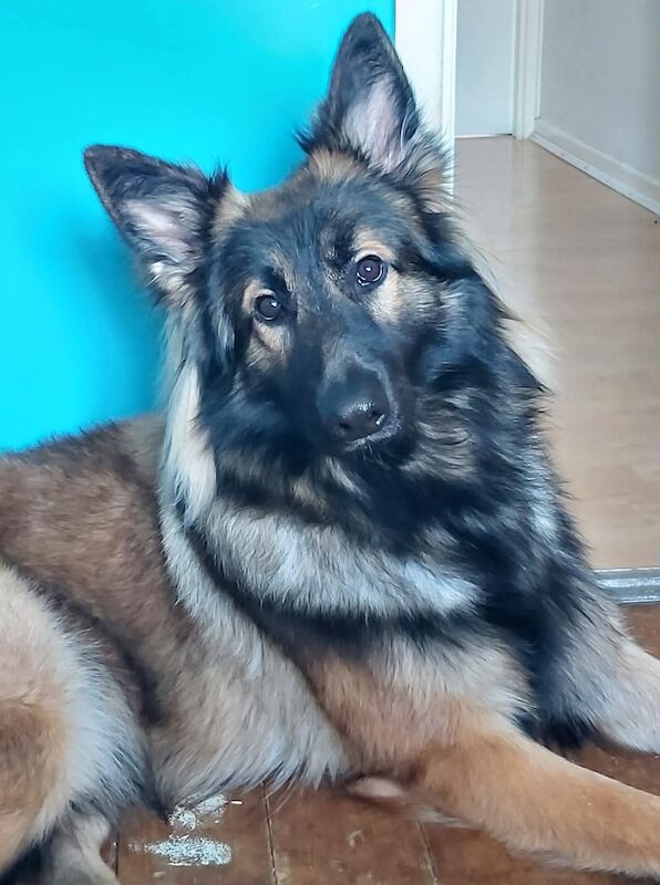 German Shepherd puppies for sale in Telford, Shropshire – 7 years old - Image 2 of 3