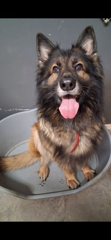 German Shepherd puppies for sale in Telford, Shropshire – 7 years old - Image 3 of 3