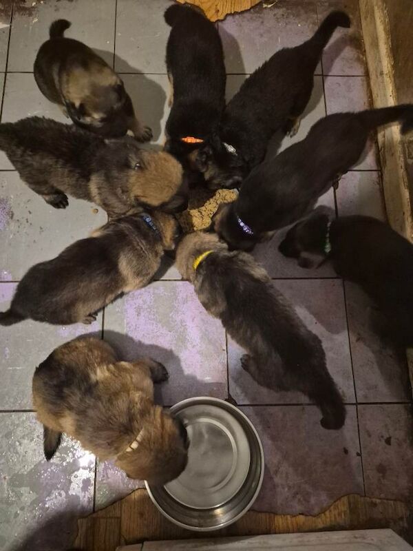 German Shepherd puppies for sale in Congresbury, Somerset – 4 weeks old