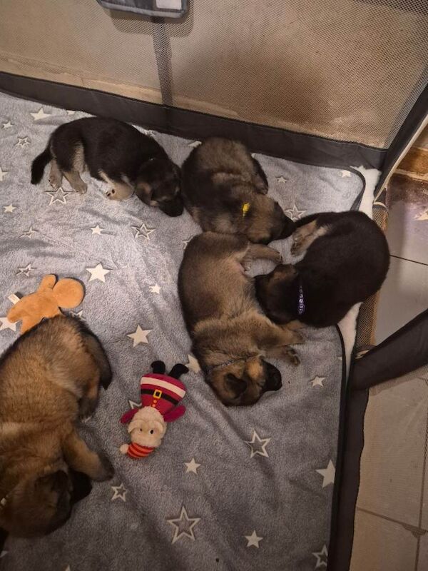 German Shepherd puppies for sale in Congresbury, Somerset – 4 weeks old - Image 3 of 4