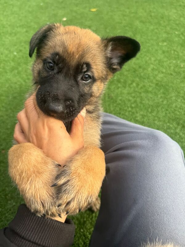 German Shepherd puppies for sale in Oxford, Oxfordshire – 5 weeks old