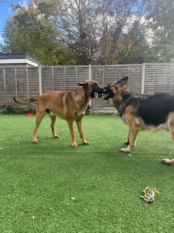 German Shepherd puppies for sale in Oxford, Oxfordshire – 5 weeks old - Image 2 of 4