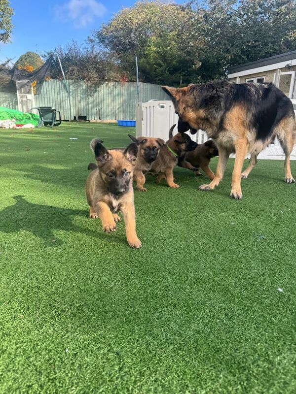 German Shepherd puppies for sale in Oxford, Oxfordshire – 5 weeks old - Image 4 of 4