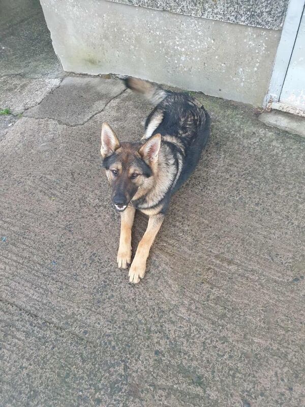 German Shepherd puppies for sale in Larne, County Antrim – 7 months old
