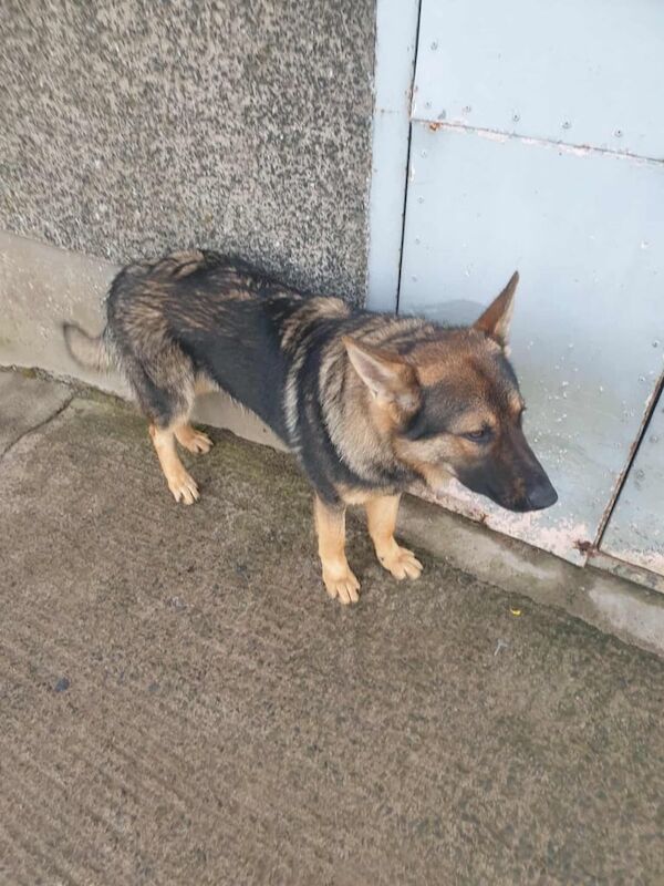 German Shepherd puppies for sale in Larne, County Antrim – 7 months old - Image 3 of 3