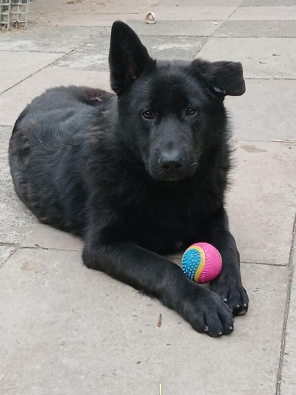 8 Month Old German Shepherd