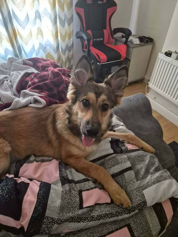 8 month old GSD German Shepherd