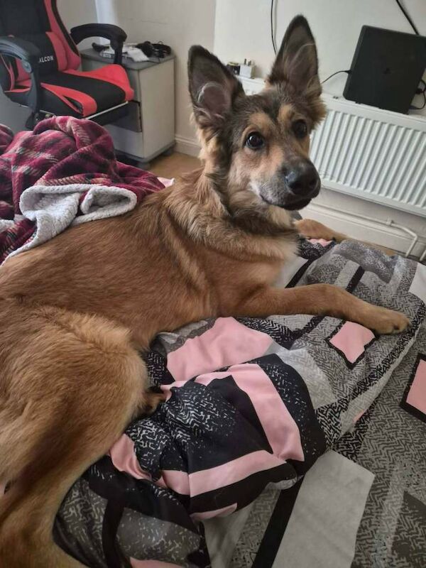 8 month old GSD German Shepherd - Image 2 of 4