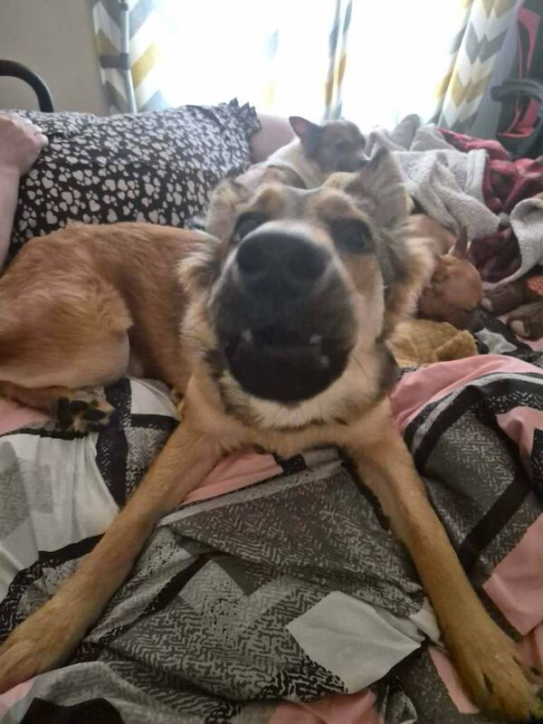 8 month old GSD German Shepherd - Image 3 of 4