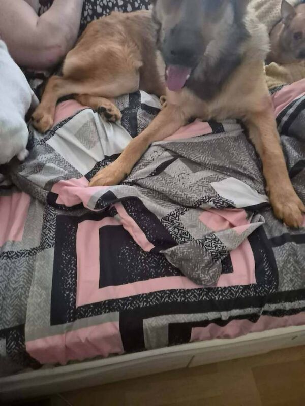 8 month old GSD German Shepherd - Image 4 of 4