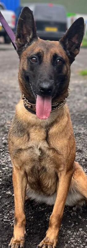 8 month old trained Belgian malinois (lorockmor working dog for sale in Croydon, Croydon, Greater London
