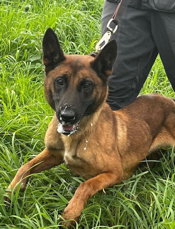 German Shepherd puppies for sale in Croydon, Greater London – KC registered, 2 years old - Image 2 of 3