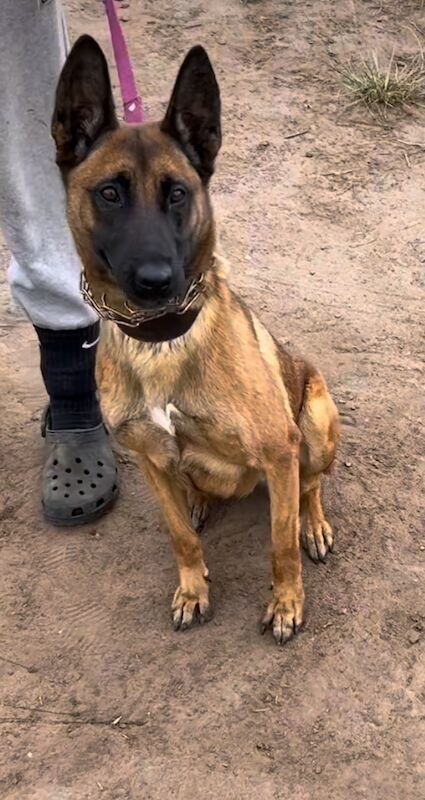 German Shepherd puppies for sale in Croydon, Greater London – KC registered, 2 years old - Image 3 of 3