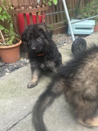 German Shepherd puppies for sale in Ely, Cambridgeshire – 1 year old - Image 2 of 5