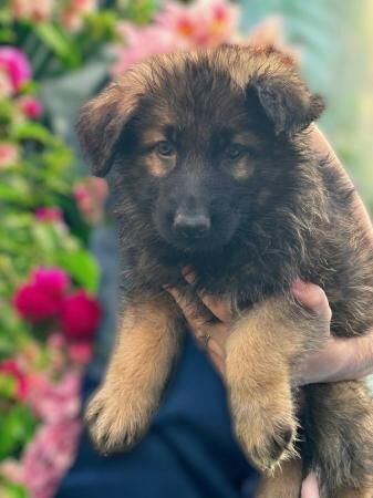 German Shepherd puppies for sale in Ely, Cambridgeshire – 1 year old - Image 3 of 5