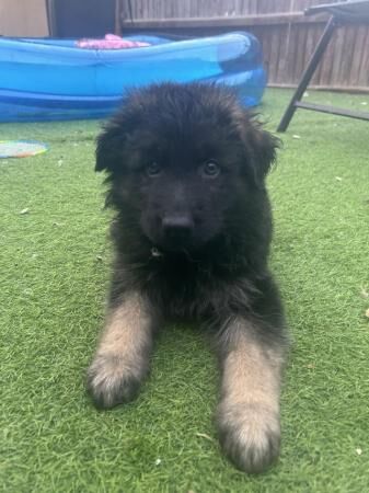 German Shepherd puppies for sale in Ely, Cambridgeshire – 1 year old - Image 4 of 5